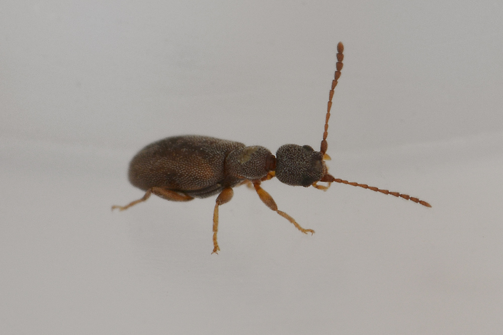 Anthicidae:   Endomia tenuicollis